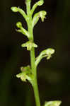 Palegreen orchid